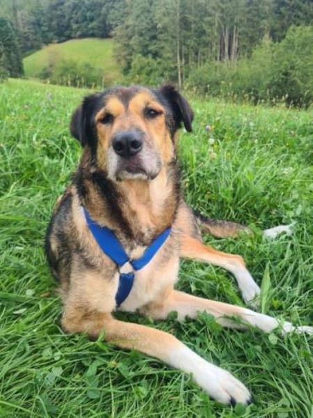 AKAI -verschmuster &verträglicher Senior