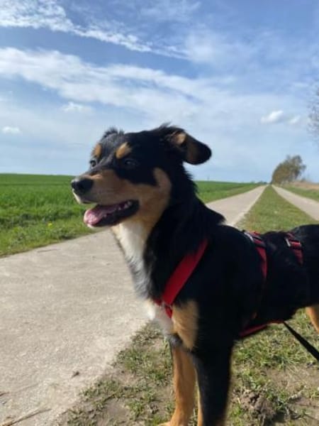 MEIKA -lebhaft & temperamentvoll-