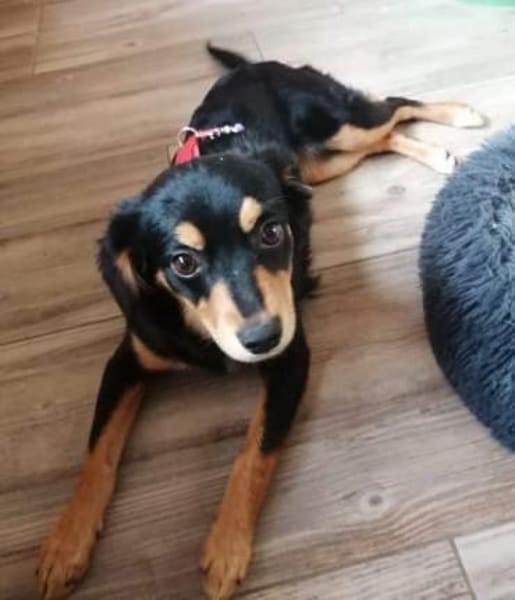 MEIKA -lebhaft & temperamentvoll-