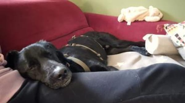 Haso Buddy Labrador Mischling Rüde