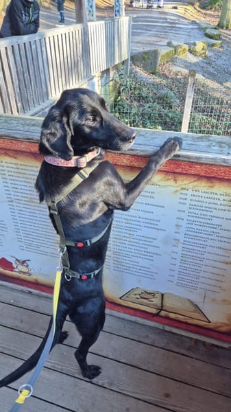 Haso Buddy Labrador Mischling Rüde