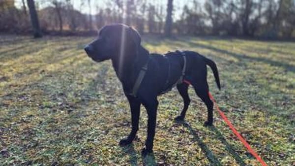 Haso Buddy Labrador Mischling Rüde