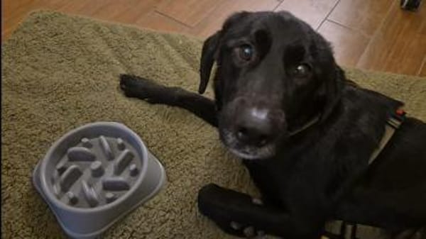 Haso Buddy Labrador Mischling Rüde