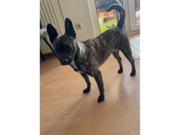 Ilva - wartet in 33154 Salzkotten