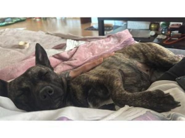 Ilva - wartet in 33154 Salzkotten