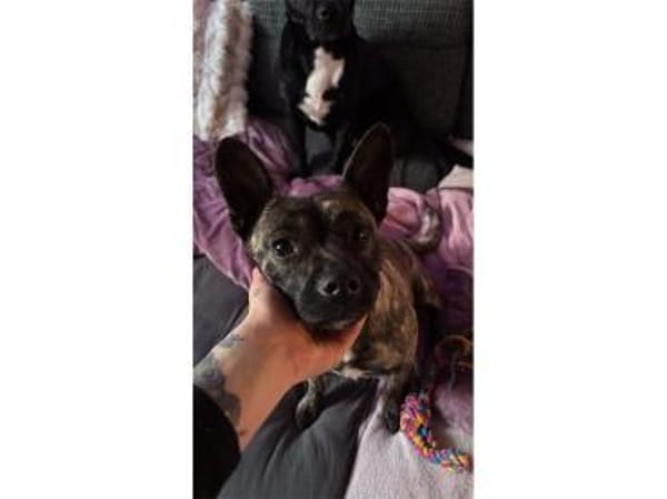 Ilva - wartet in 33154 Salzkotten