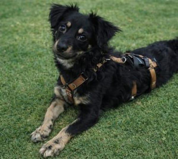 Joy hofft auf ihr neues Zuhause