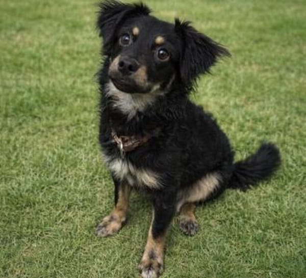 Joy hofft auf ihr neues Zuhause