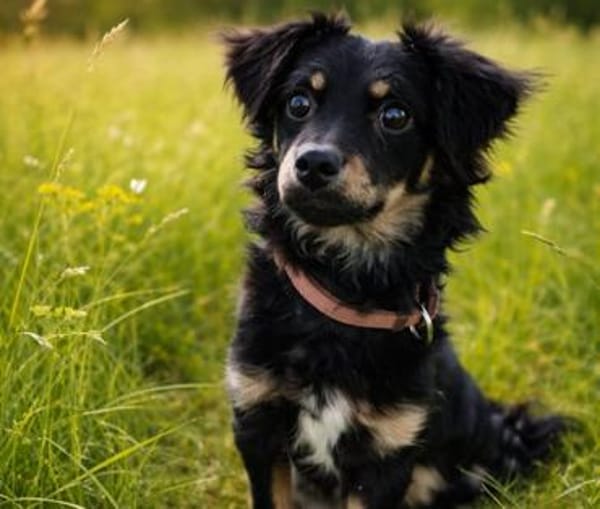 Joy hofft auf ihr neues Zuhause