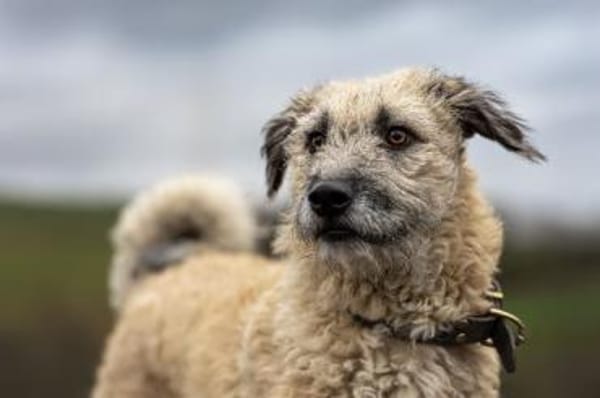 HERRMANN * fröhlich & neugierig