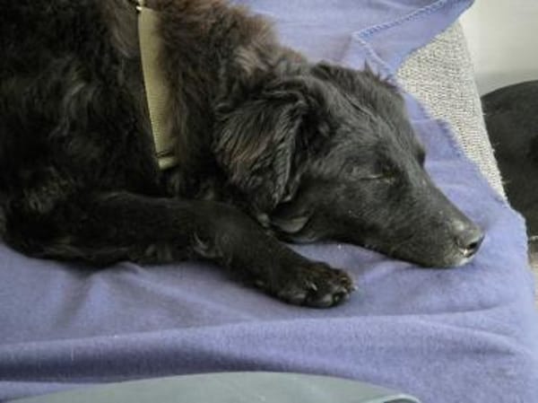 Arabica kroatischer Schäferhund Mix jung