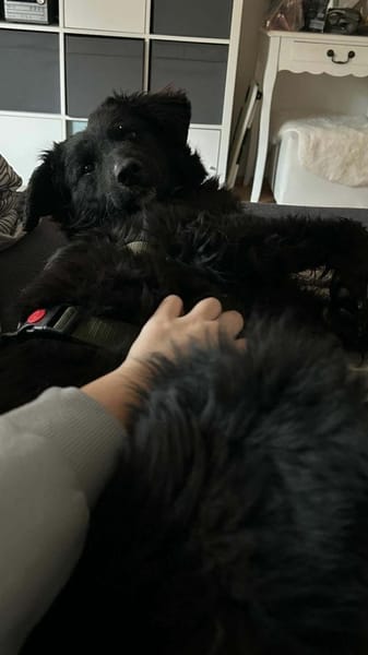 Arabica kroatischer Schäferhund Mix jung