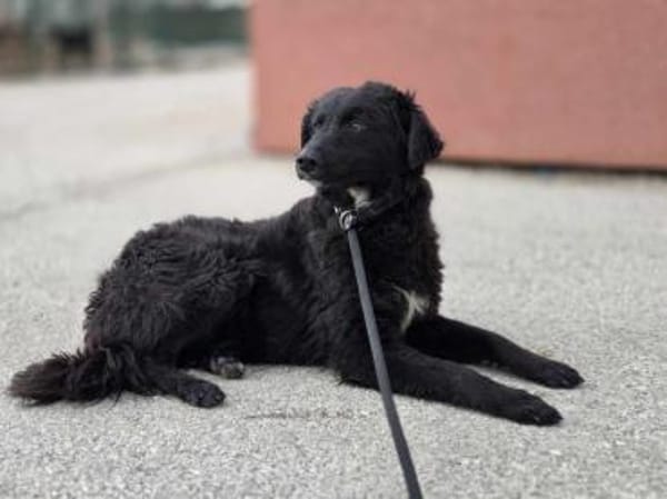 Arabica kroatischer Schäferhund Mix jung