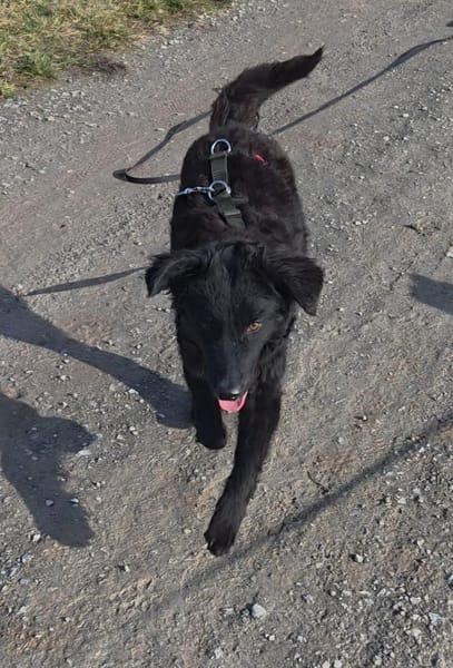 Arabica kroatischer Schäferhund Mix jung