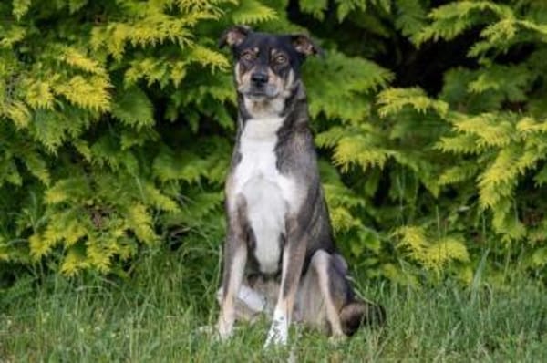 JOANNA -sucht hundeerfahrene Menschen-