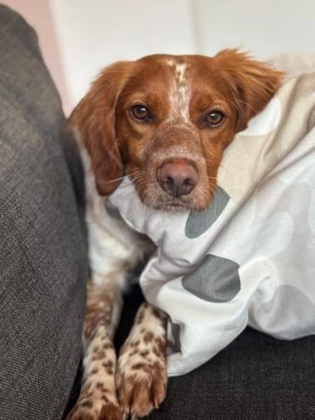 Sanfter Gianni wartet in Deutschland!