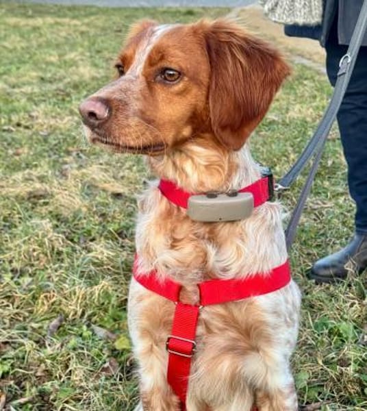 Sanfter Gianni wartet in Deutschland!