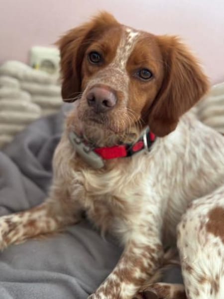 Sanfter Gianni wartet in Deutschland!