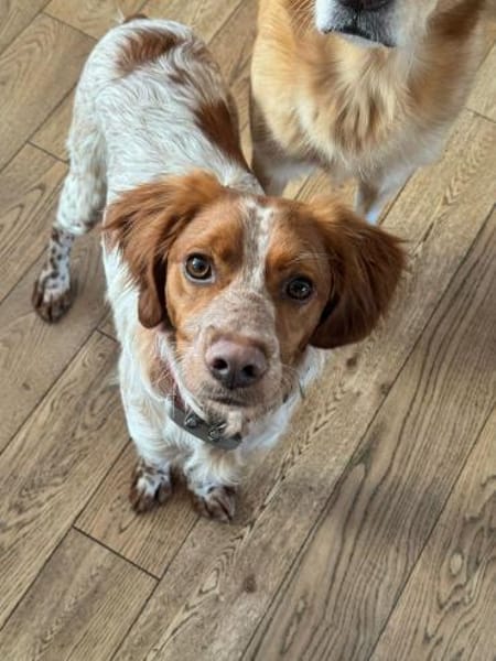 Sanfter Gianni wartet in Deutschland!