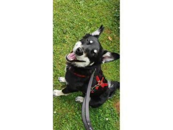 Aiko - wartet in 63773 Goldbach