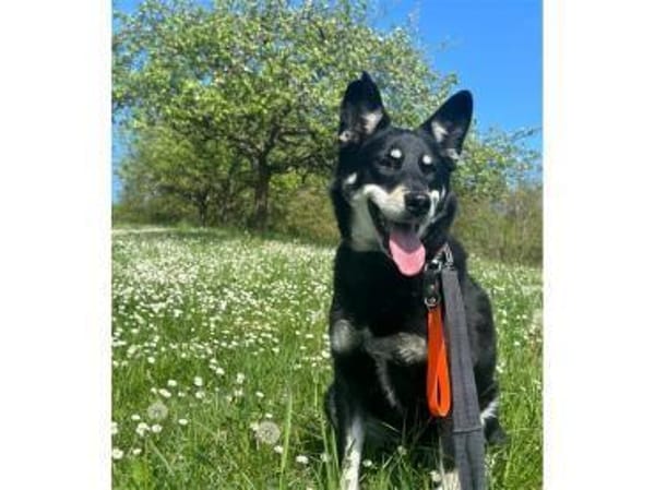 Aiko - wartet in 63773 Goldbach