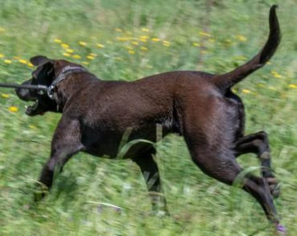 Jack wartet in Süddeutschland