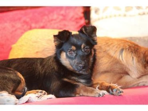 Mirela - wartet in 91080 Spardorf