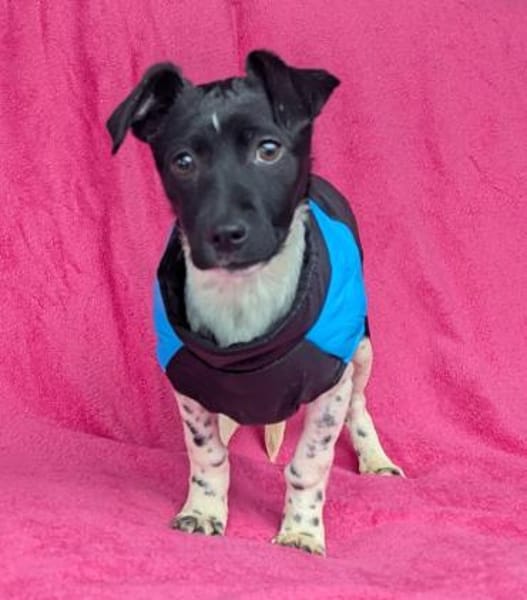 Pfiffige Momo sucht ein Zuhause