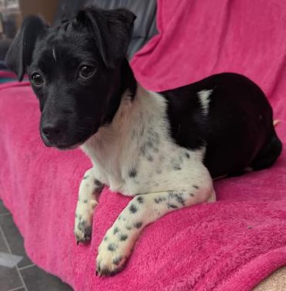 Pfiffige Momo sucht ein Zuhause