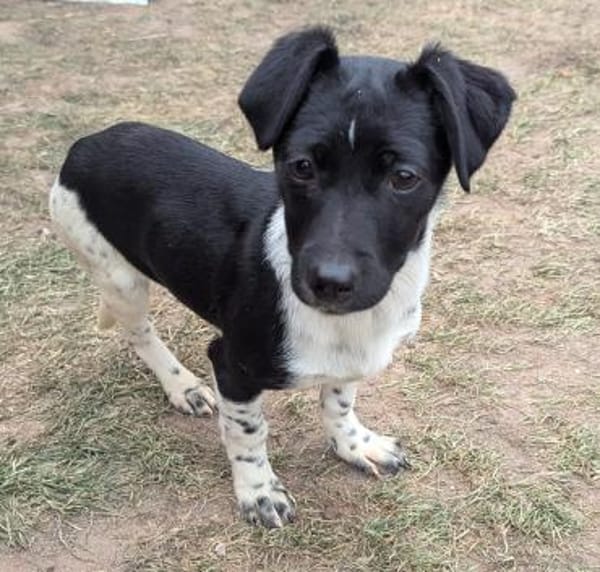 Pfiffige Momo sucht ein Zuhause