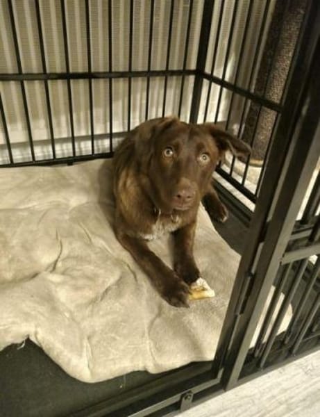 SORINA -kleine verschmuste Draufgängerin