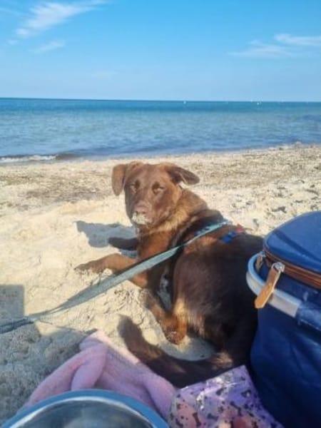 SORINA -kleine verschmuste Draufgängerin