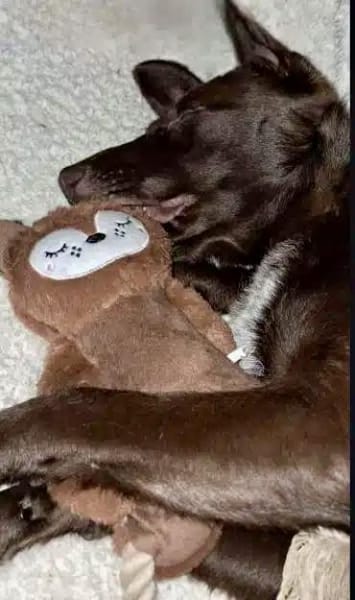 SORINA -kleine verschmuste Draufgängerin