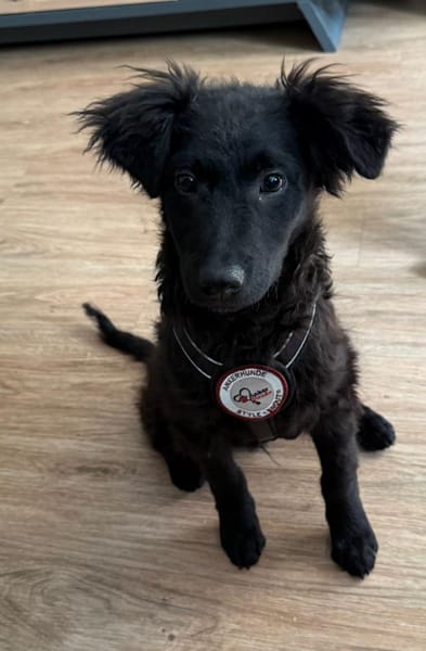 Momo sucht sein Für-immer-Zuhause 🐾