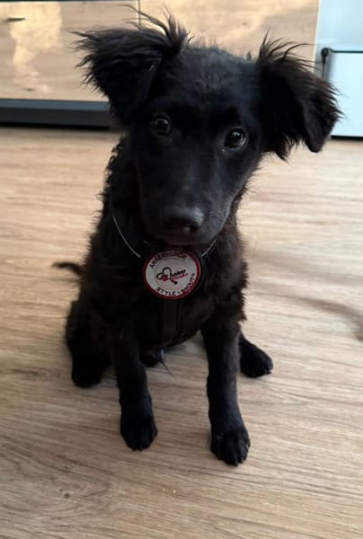 Momo sucht sein Für-immer-Zuhause 🐾