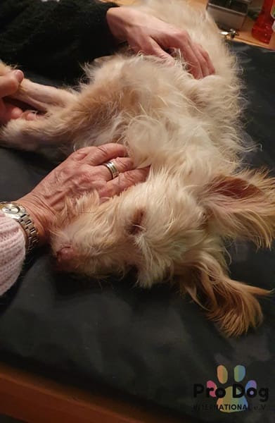 Mayim auf Pflegestelle