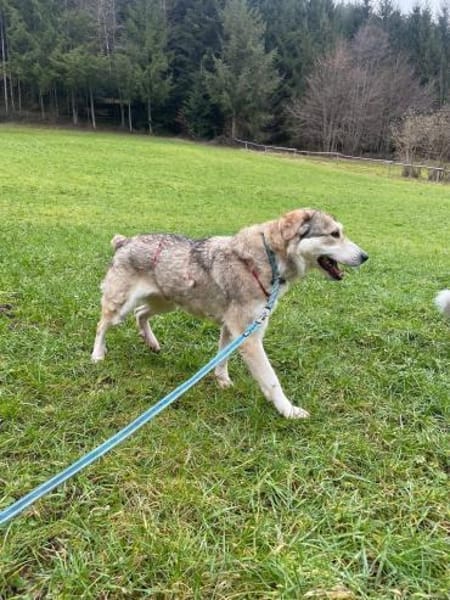 BALI sucht seine Familie