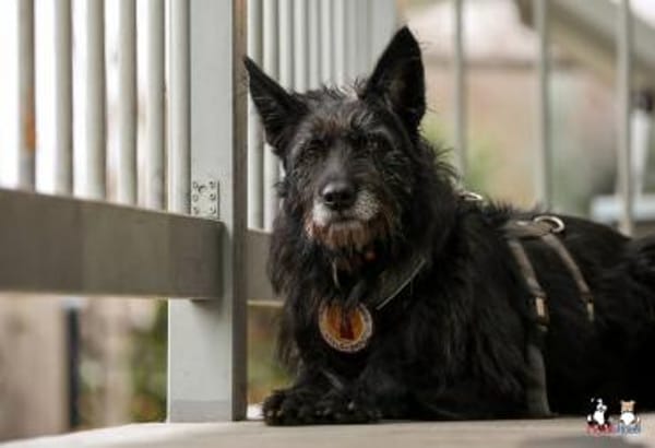 Mariechen sucht ein Zuhause