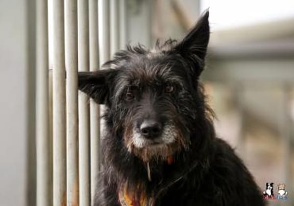 Mariechen sucht ein Zuhause