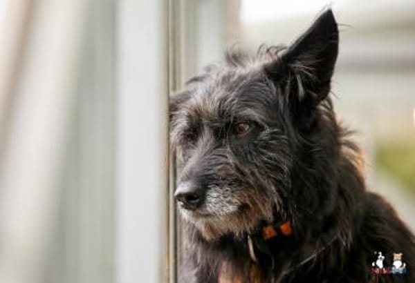 Mariechen sucht ein Zuhause