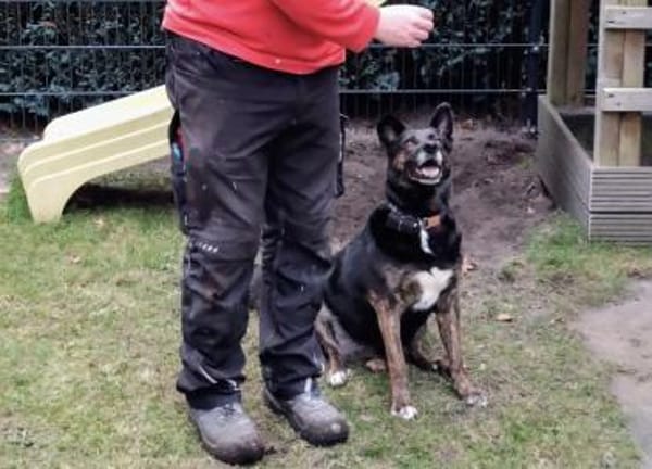 Bescheidene Veleda sucht Zuhause