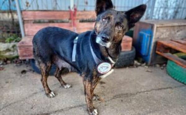 Bescheidene Veleda sucht Zuhause