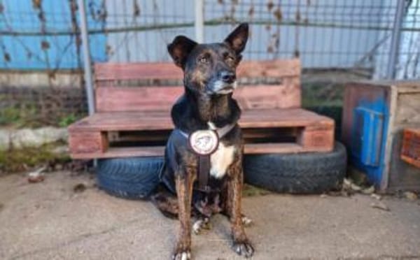 Bescheidene Veleda sucht Zuhause