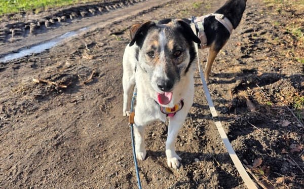 Wer schenkt Liam ein eigenes Zuhause?