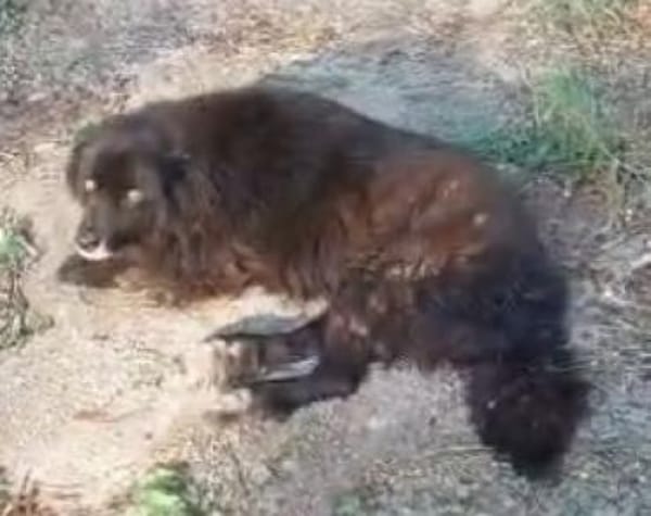 Joe 48 cm (Pflegestelle)