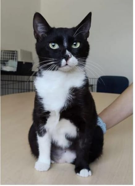 Ronda- liebes anhängliches Katzenmädchen