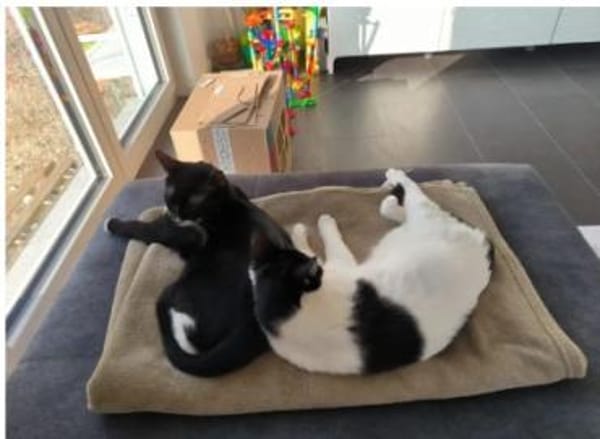 Ronda- liebes anhängliches Katzenmädchen