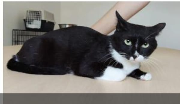 Ronda- liebes anhängliches Katzenmädchen