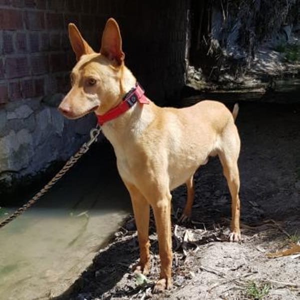 Duck wäre so gerne ein Familienmitglied