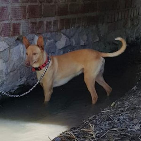 Duck wäre so gerne ein Familienmitglied